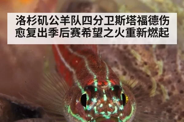 洛杉矶公羊队四分卫斯塔福德伤愈复出季后赛希望之火重新燃起